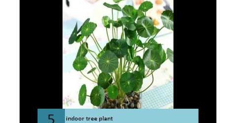 GARDENING;Some Tips for Maintaining Trees Indoors …