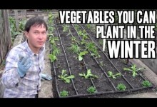 Vegetables You Can Plant in the Winter to Garden Year Round