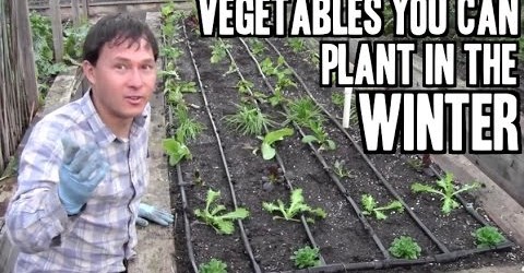 Vegetables You Can Plant in the Winter to Garden Year Round