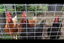 Wicking bed vegetable garden & update on the chickens 11th july 2013