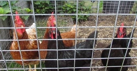 Wicking bed vegetable garden & update on the chickens 11th july 2013