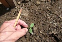 How to protect seedlings from cutworms  Cutworm protection gardening tip