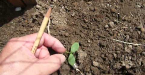 How to protect seedlings from cutworms  Cutworm protection gardening tip