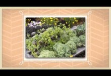 Raised Bed Vegetable Garden Ideas