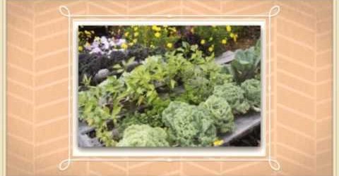 Raised Bed Vegetable Garden Ideas