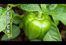 Pepper Growing Tips – The Complete Guide To Growing Great Peppers