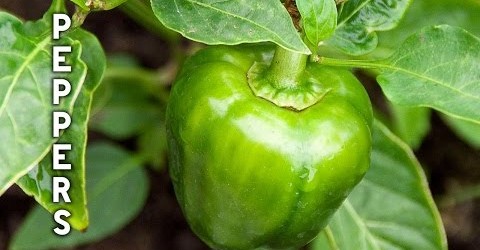 Pepper Growing Tips – The Complete Guide To Growing Great Peppers