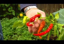 Graham Ross: Winter Vegetable Garden, Ep 22 (27.06.14)