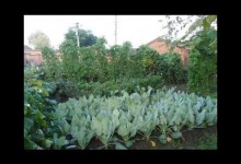 Organic Gardening Tips – The Green Living Expert; Vegetable Gardening for Beginners