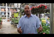 Basic Container Gardening with William Moss