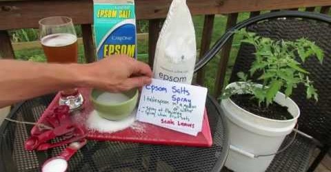 Why is Epsom Salt/Magnesium Sulfate Good For Tomato & Vegetable Plants: The Details! – TRG 2014