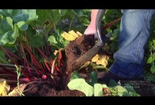 Discover How to Plant Vegetables – Gardening Tips