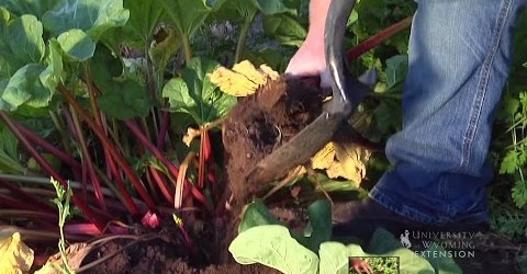 Discover How to Plant Vegetables – Gardening Tips