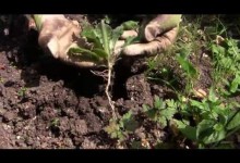 Easy Weeding – How to Get Rid of Weeds in Your Vegetable Garden