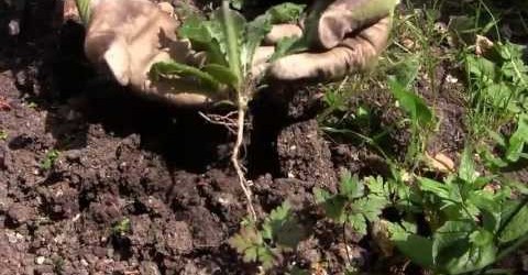 Easy Weeding – How to Get Rid of Weeds in Your Vegetable Garden