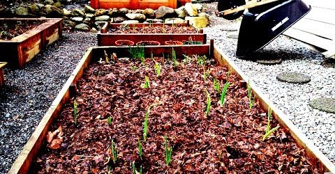 Vegetable Garden Tour & Plans for 2014! Pacific Northwest Garden Mom