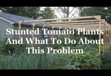 Stunted Tomato Plants And What To Do About These Vegetable Garden Plants