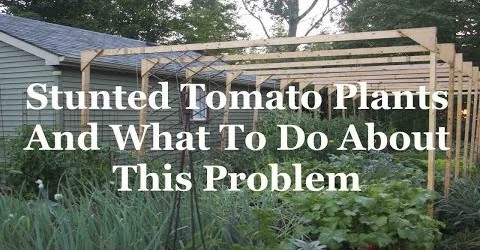 Stunted Tomato Plants And What To Do About These Vegetable Garden Plants