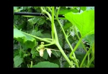 Vertical Gardening In An Urban Environment – Growing Vegetables  In Small Spaces