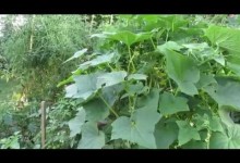 Some of My Tips For Growing Cucumber Plants – TRG 2014