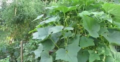 Some of My Tips For Growing Cucumber Plants – TRG 2014