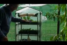 vegetable gardening.growing vegetables indoors.organic gardening.organic vegetables