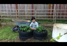 Planting Potatoes In Tires – Backyard Organic Gardening Ideas With Young Gardener Aiman