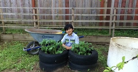 Planting Potatoes In Tires – Backyard Organic Gardening Ideas With Young Gardener Aiman