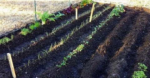 The Beginning | 2014 Spring Vegetable Garden