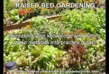 GARDENING 101 – growing trees, fruits, vegetables and flowers!