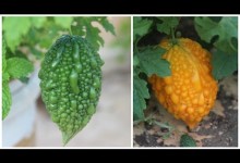 Growing Bitter Melon Or Bitter Gourd (Karela) – Terrace Garden