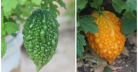 Growing Bitter Melon Or Bitter Gourd (Karela) – Terrace Garden