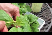 Identifying and Treating Aphids on Your Garden Vegetable Plants – TRG 2015