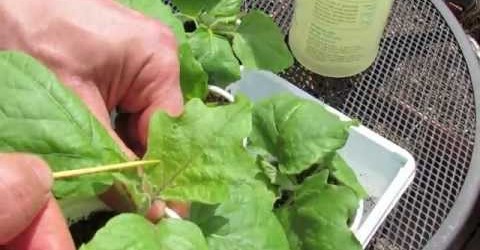 Identifying and Treating Aphids on Your Garden Vegetable Plants – TRG 2015