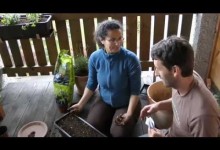 Container gardening in small spaces – How to grow Herbs & Vegetables on your Balcony in Containers