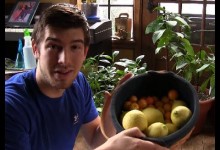 Huge Indoor Citrus Harvest In Michigan! | MIgardener