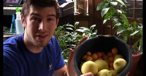 Huge Indoor Citrus Harvest In Michigan! | MIgardener