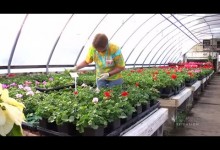 Discover Greenhouse Tips – Gardening, Building Ideas to Heating calculation – 10 Videos Compilation