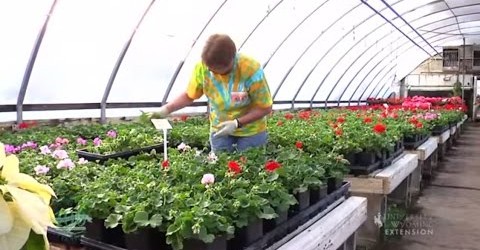 Discover Greenhouse Tips – Gardening, Building Ideas to Heating calculation – 10 Videos Compilation