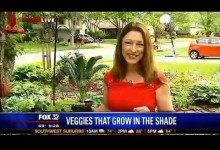 Best Vegetable Plants for Shade Gardening