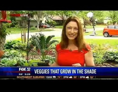 Best Vegetable Plants for Shade Gardening