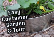 Easy Container Garden, Tips & Tour