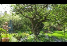 Planning a Fruit Garden – How to Make a Low Maintenance Fruit Garden